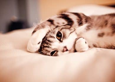 Jolie chat couché sur un lit qui cache ses oreilles