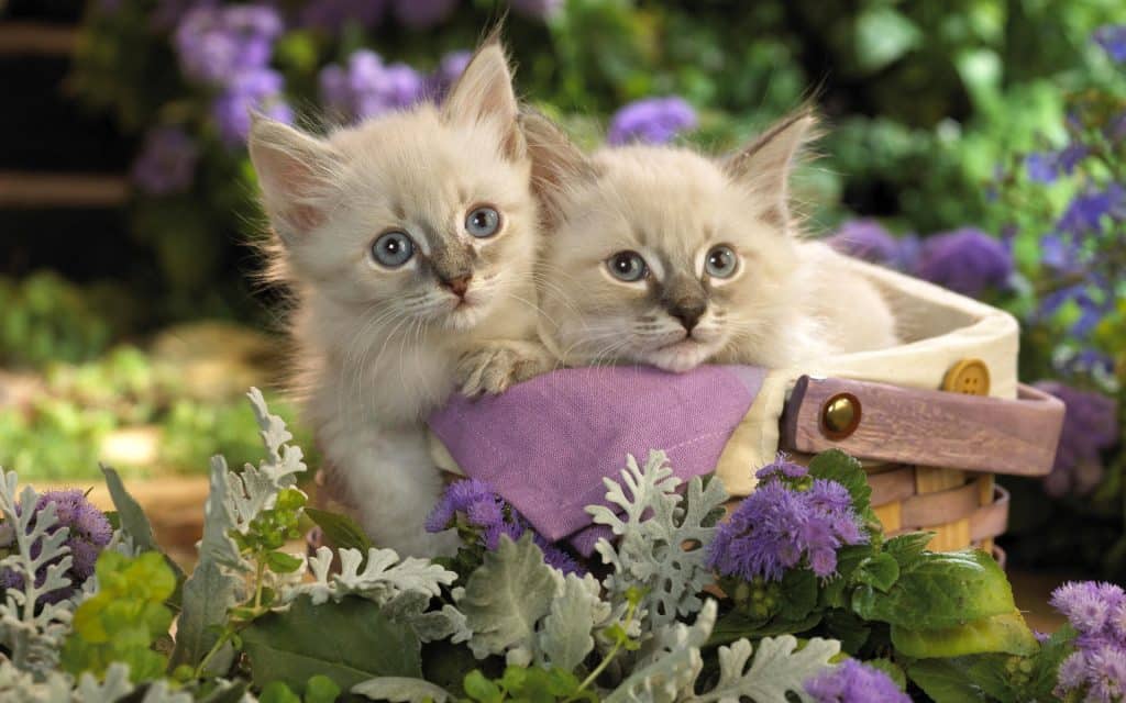Fond d'écran de 2 jolis chatons siamois dans un panier