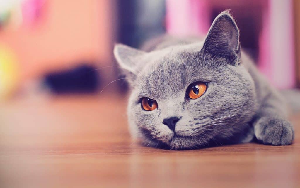 Fond d'écran d'un magnifique chat bleu russe couché sur le sol