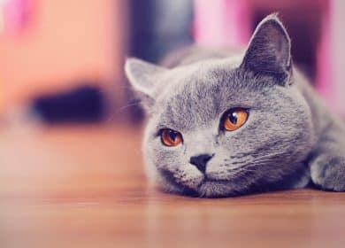 Fond d'écran magnifique d'un chat bleu russe couché sur le sol