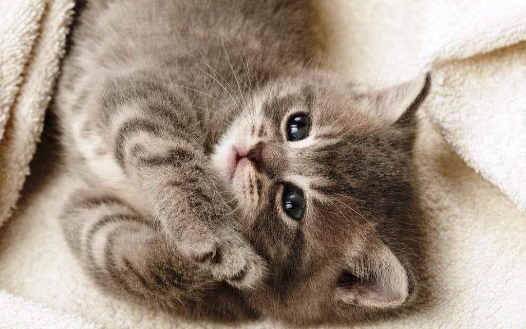 Fond d'écran d'un mignon petit chaton brun et crème