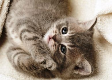 Fond d'écran d'un mignon petit chaton brun et crème