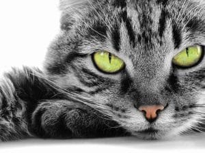 Fond d'écran du visage d'un chat avec des yeux verts perçants