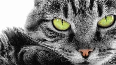 Fond d'écran du visage d'un chat avec des yeux verts perçants