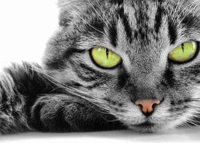 Fond d'écran du visage d'un chat avec des yeux verts perçants