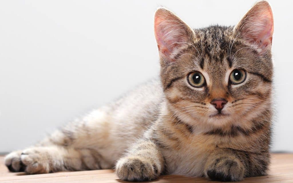 Fond d'écran d'un beau chat étendu sur le sol qui regarde la caméra