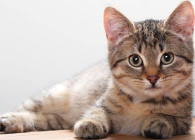 Fond d'écran d'un beau chat étendu sur le sol qui regarde la caméra