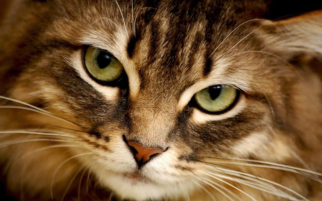Wallpaper visage d'un magnifique chat tabby aux yeux verts