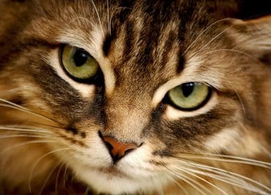 Wallpaper visage d'un magnifique chat tabby aux yeux verts