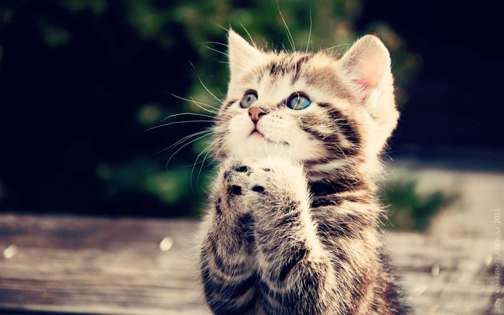 Fond d'écran d'un mignon chaton en position de prière