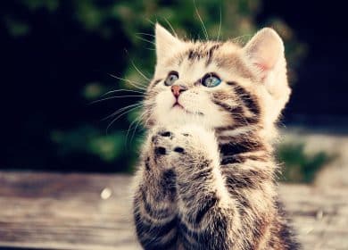 Fond d'écran d'un mignon chaton en position de prière