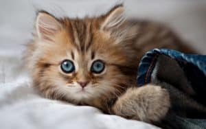 Fond d'écran d'un superbe chaton sibérien sur un lit avec un jeans