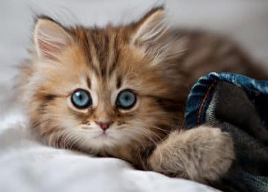 Fond d'écran d'un superbe chaton sibérien sur un lit avec un jeans