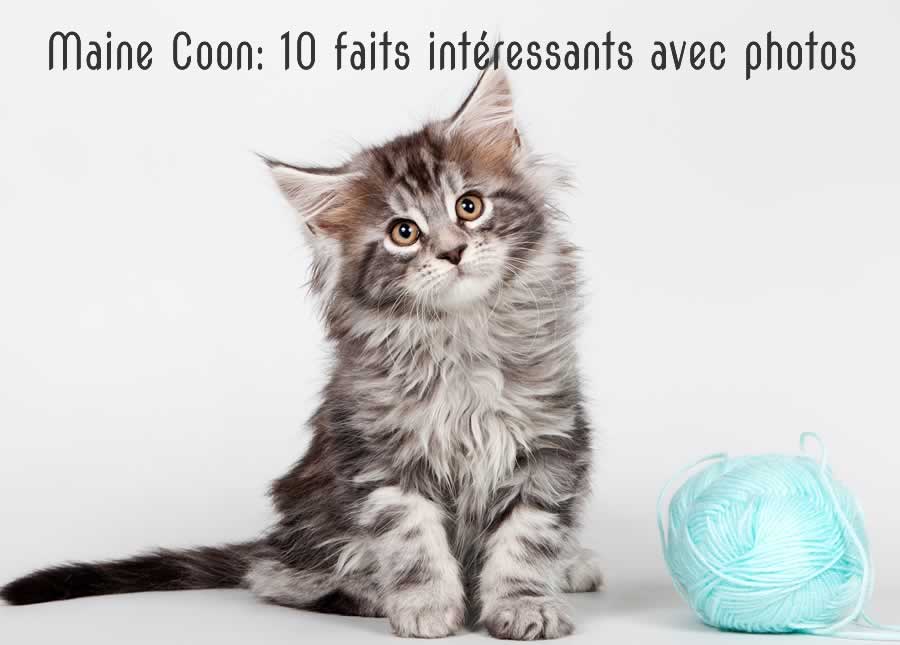 Maine Coon: 10 faits intéressants