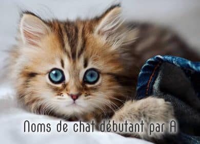 Noms de chat male et femelle débutant par A