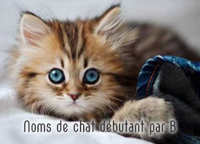 Noms de chat male et femelle débutant par B