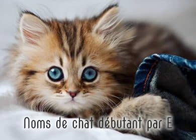 Noms de chat male et femelle débutant par E