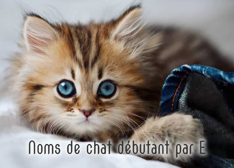 Noms de chat male et femelle débutant par E