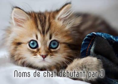 Noms de chat male et femelle débutant par J