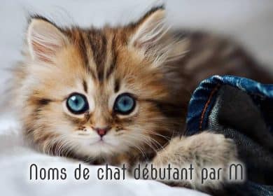 Liste De Noms Pour Chats Gris Males Et Femelles Monchat Ca