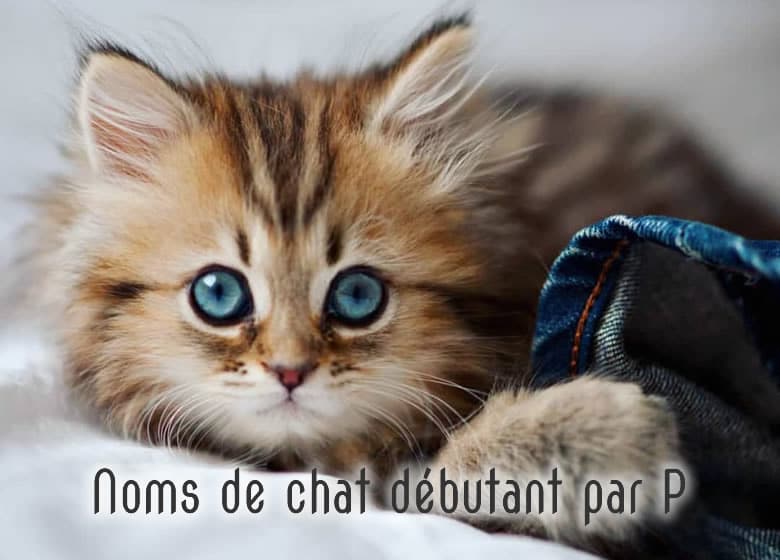 Noms de chat male et femelle débutant par P