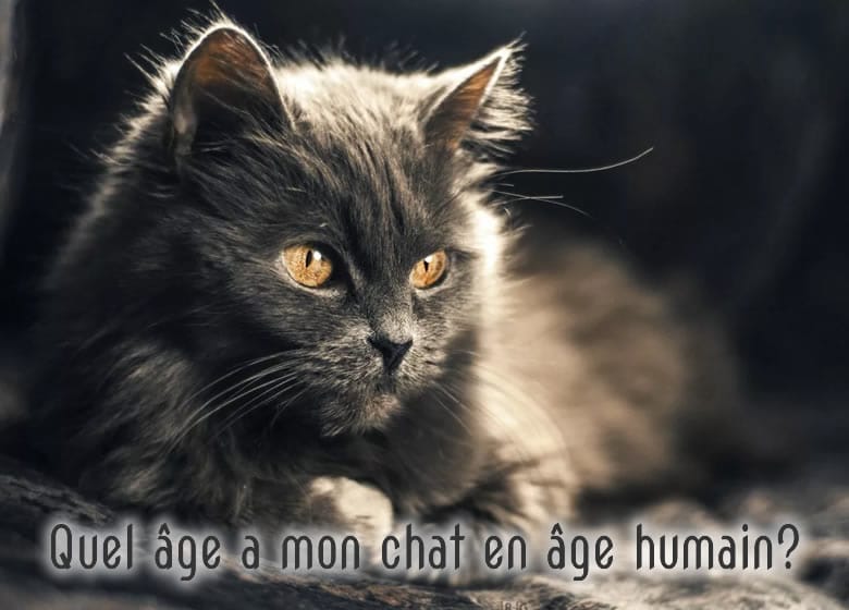 Quel est l'âge d'un chat en âge humain?