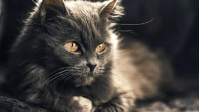 Superbe chat noir couché avec beaux yeux jaunes