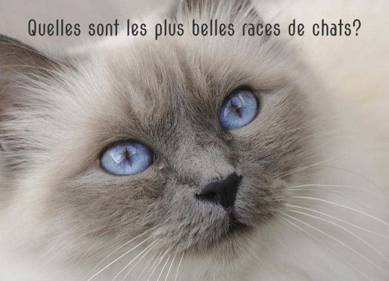 Quelles sont les plus belles races de chats? • MonChat.ca