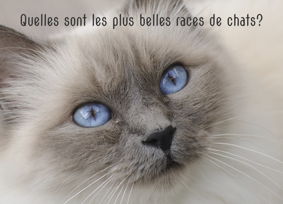 Quelles sont les plus belles races de chats?