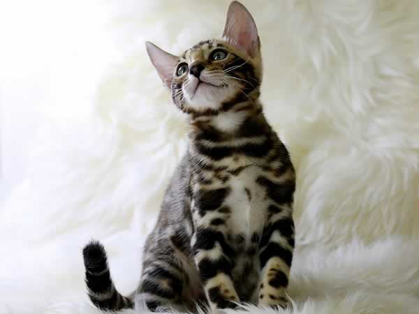 Beau chaton bengal brun et beige