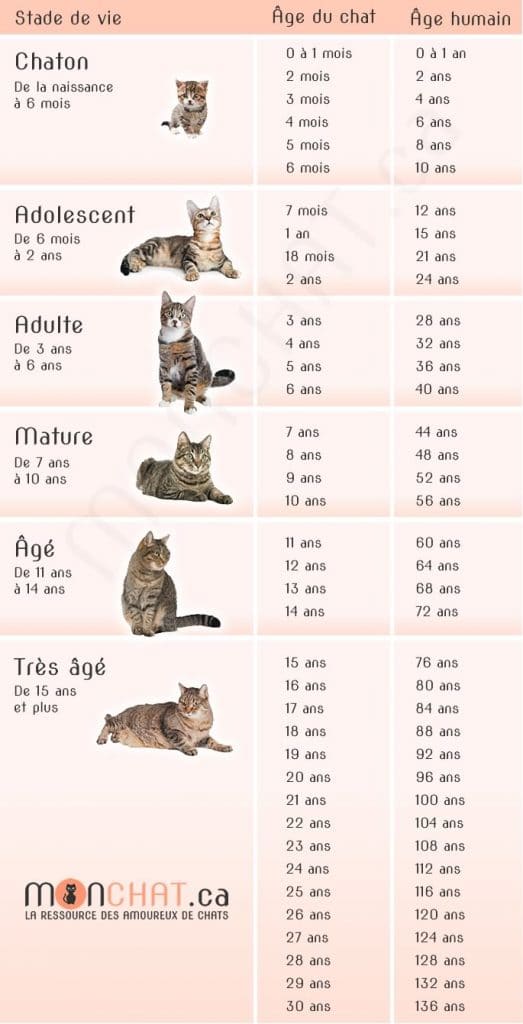 Tableau de conversion de l'âge du chat en âge humain