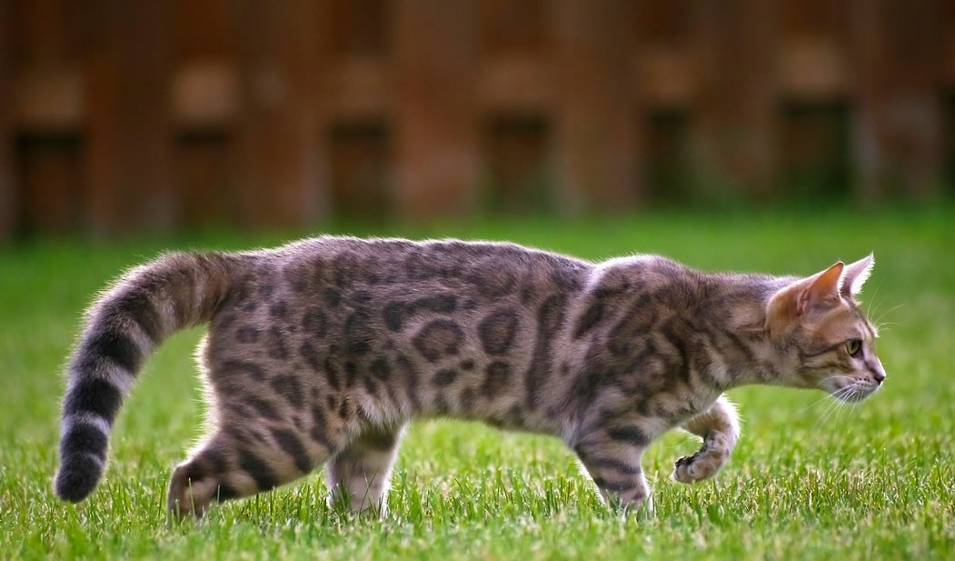 apparence du chat de bengal de profil