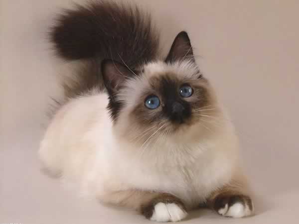 Beau chat birman aux yeux bleus