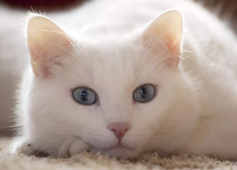 Beau chat blanc 