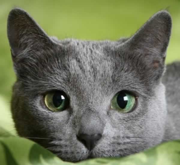 Charmant chat bleu russe (Russian blue)