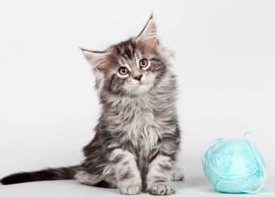 Beau chaton maine coon