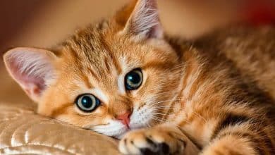 Beau chat orange ou roux