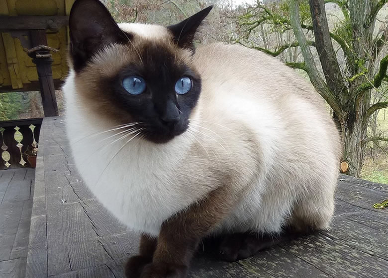 Beau chat siamois à l'extérieur