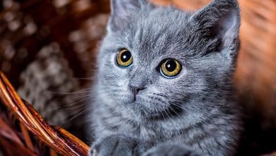 Beau chaton gris aux yeux jaunes dans un panier