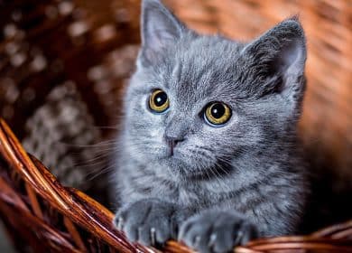 Beau chaton gris aux yeux jaunes dans un panier