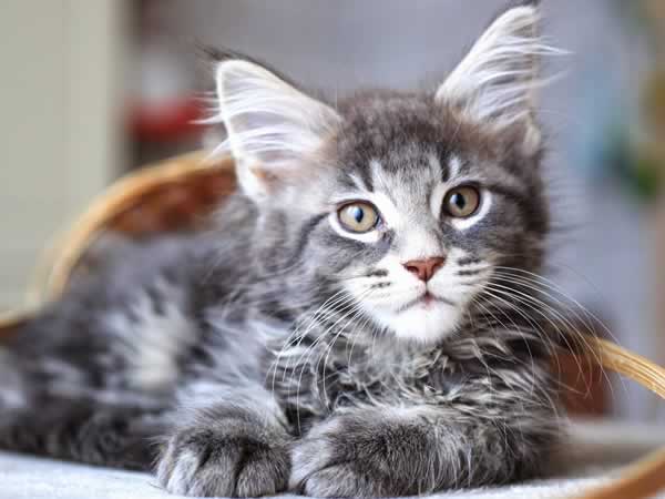 Beau chaton Maine Coon