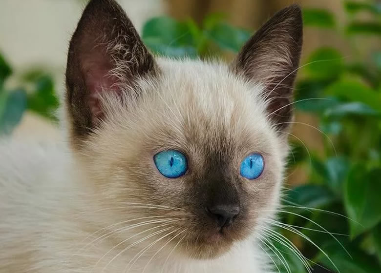 jeune chat siamois couleur crème et brun