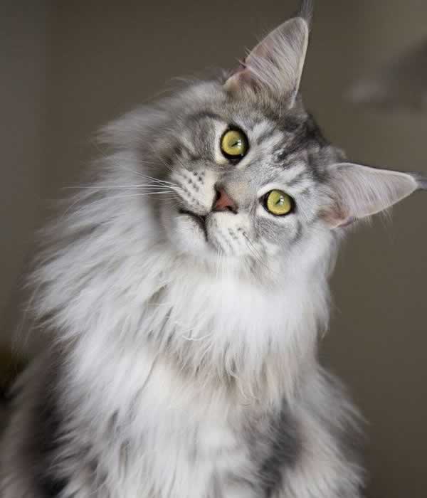 Beau chat Maine Coon blanc et gris