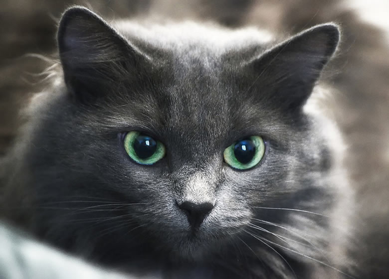 Superbe chat gris aux yeux verts