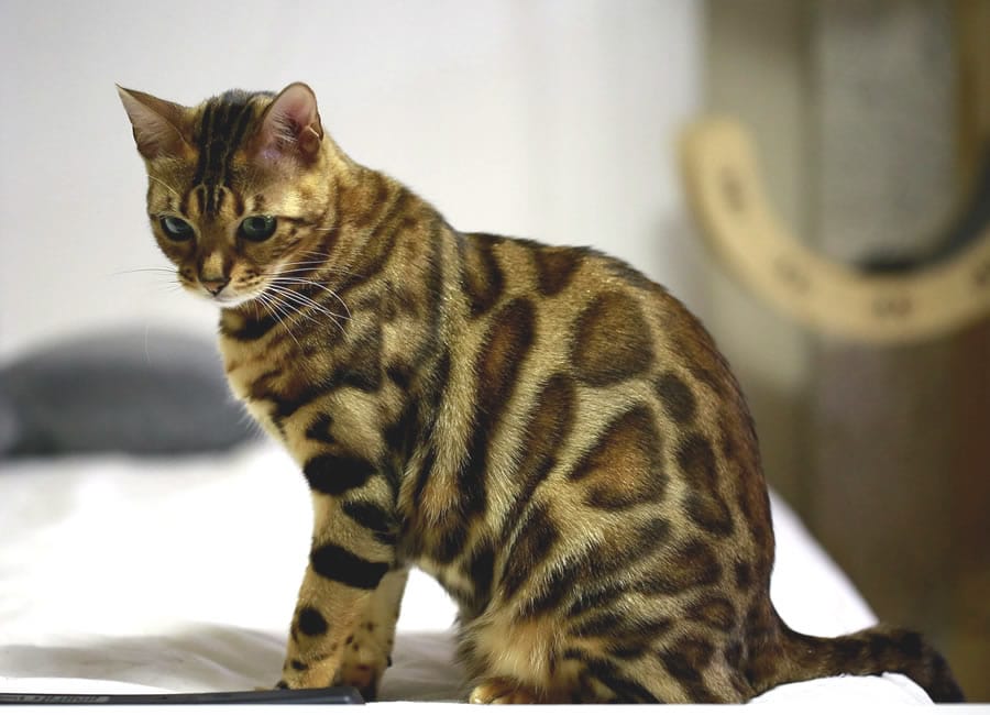 Chat de Bengal