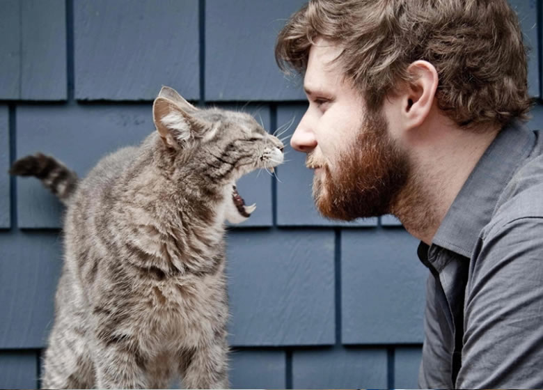 Chat mécontent avec son propriétaire