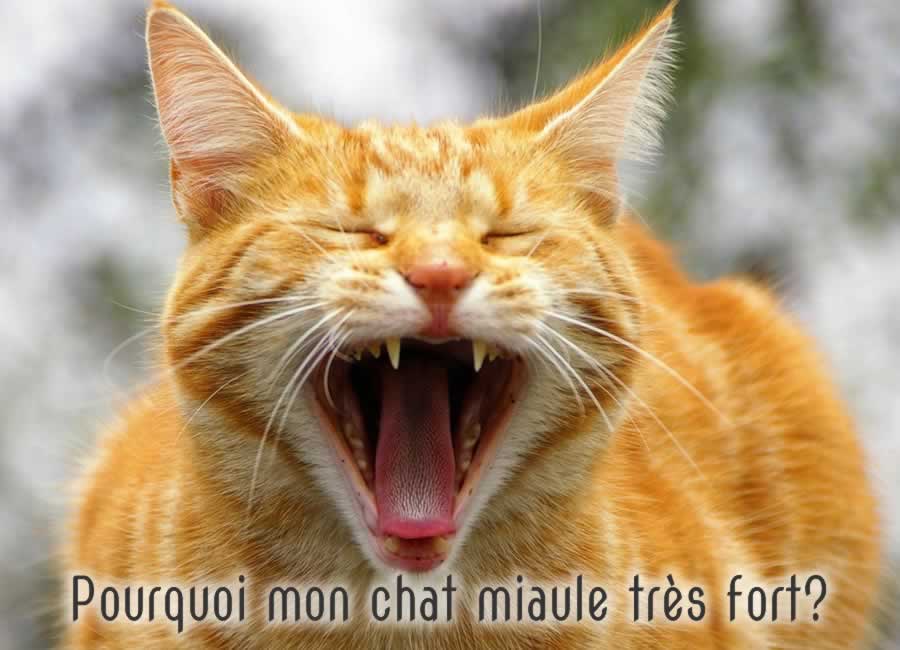 Pourquoi mon chat miaule très fort?