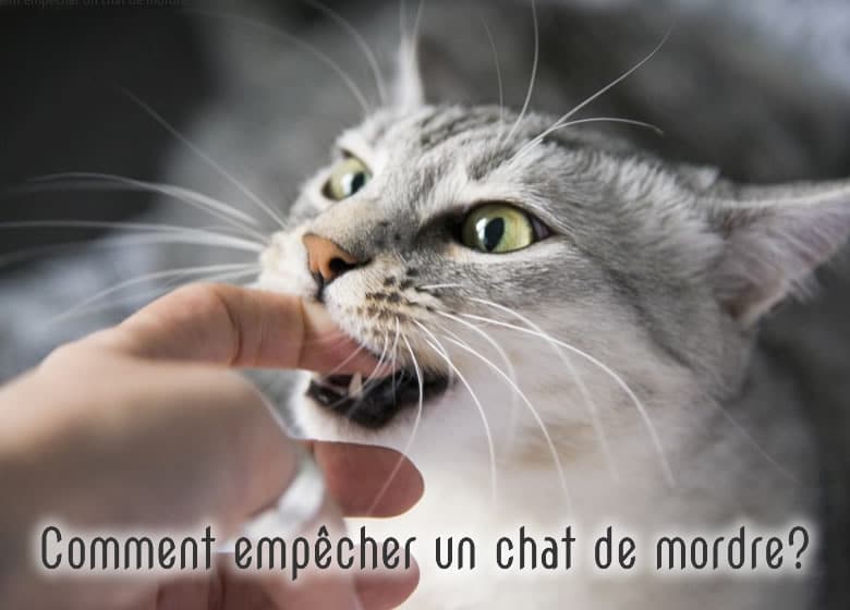 Chat qui mord les doigts