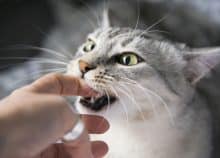 Comment empêcher un chat de mordre