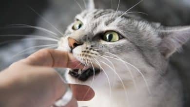 Comment empêcher un chat de mordre